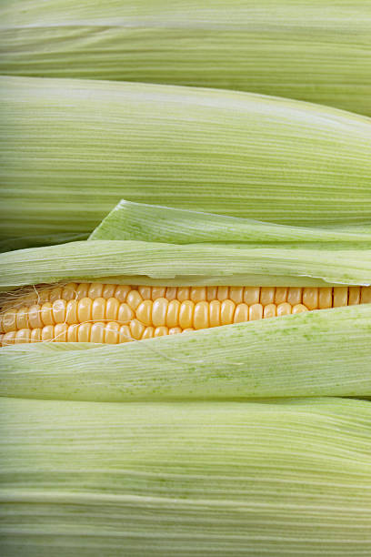 un épi de maïs. - corn on the cob macro corn crop freshness photos et images de collection