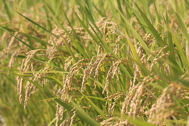 istock Rice of good harvest 612487250