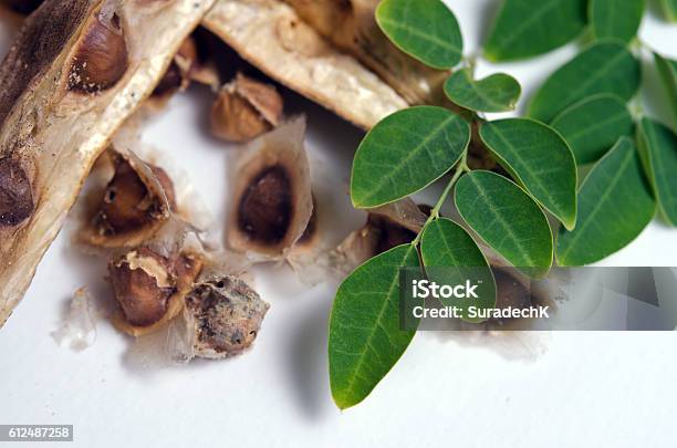 Moringa Leaf And Seed On White Background Stock Photo - Download Image Now - Antioxidant, Branch - Plant Part, Crucifers