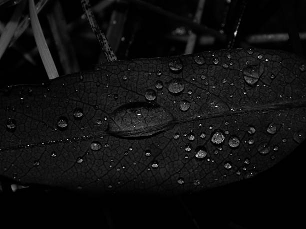 istock Autumn leaf with rain drops on black and white image 612488406