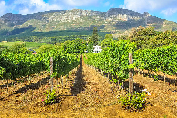 Stellenbosch Wine Route Rows of grapes in picturesque Stellenbosch wine region with Thelema Mountain as a backdrop. The Vineyards of Stellenbosch is one of the most popular attractions of South Africa near Cape Town. stellenbosch stock pictures, royalty-free photos & images