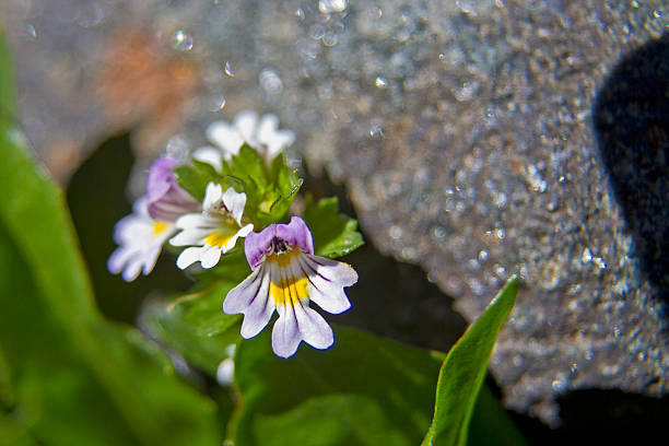 euphrasia rostkoviana - pflanze im hochgebirge - indian pipe stock-fotos und bilder