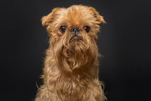istock Dog portrait , breed Brussels Griffon 612490736
