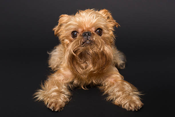 istock Dog portrait , breed Brussels Griffon 612491028