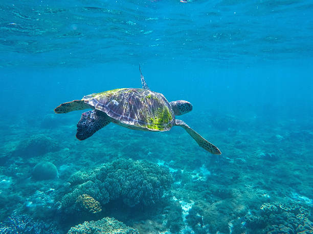 青い海岸の水の中で食べ物を求めるアオウミガメ - apo island ストックフォトと画像