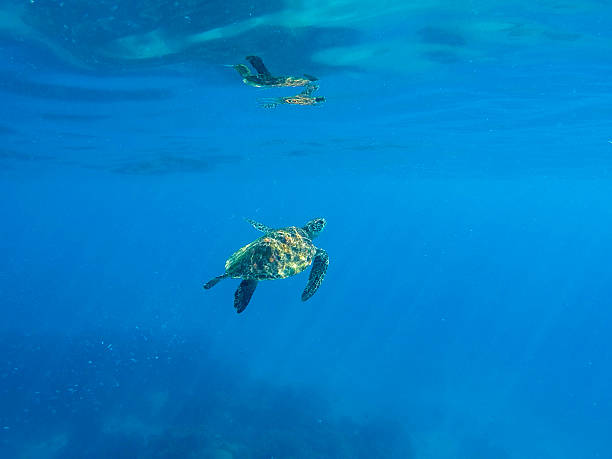 istock Green sea turtle in blue water 612491962
