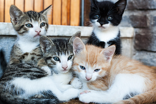 four kitten resting together