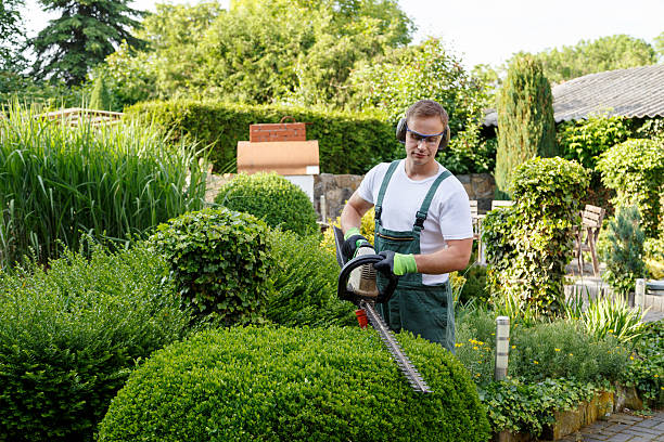 Gardener at gardening Gardeners gardening hedge stock pictures, royalty-free photos & images