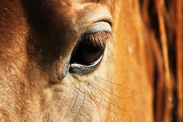 目にディテールを持つ馬の頭をクローズアップ - chestnut close up close to macro ストックフォトと画像