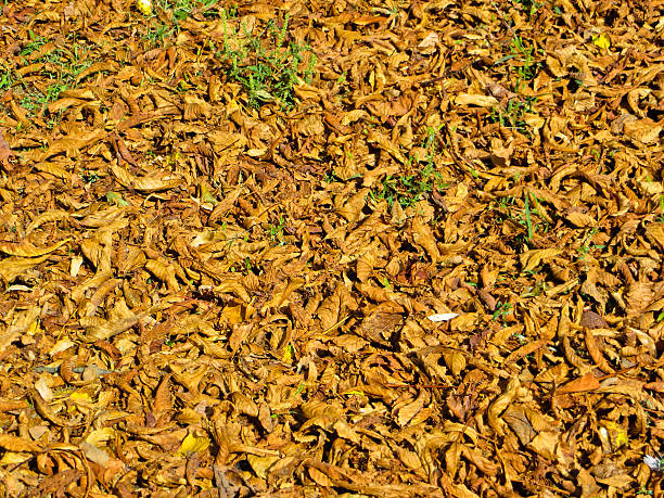 istock Background with dry leaves. Autumn, fall 612496498