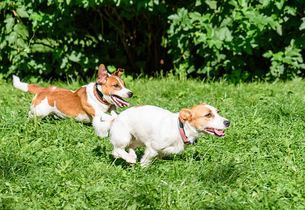 istock Two dogs racing quickly on green grass at park 612497634