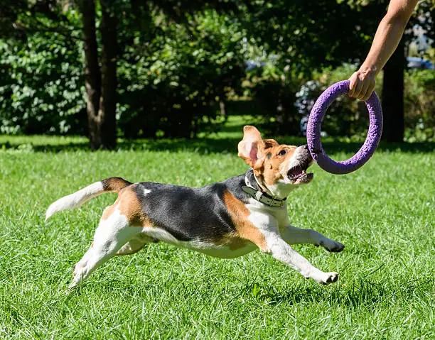 Beagle dog running and jumping