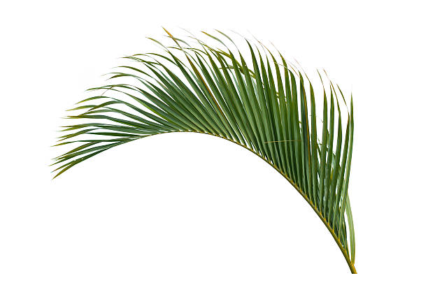 istock Green leaf of palm tree isolated on white background 612497918