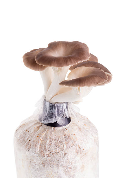 istock Cultivated mushrooms on the plastic bag. 612499470