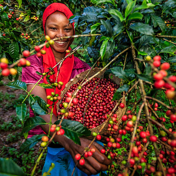 молодая африканская женщина, собирающих кофейную вишню, восточная африка - ethiopian coffee стоковые фото и изображения