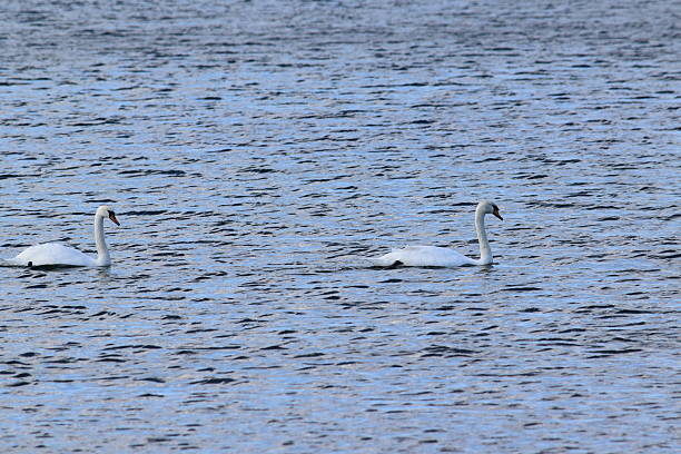 istock Swans at sea 612499908