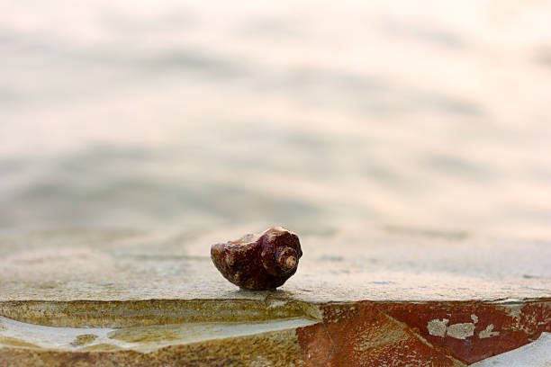 istock cancer hermit crab in the shell on a rock 612500310