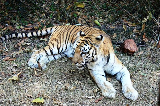 istock tiger lying on the ground stretching and looking 612501862