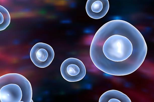 ヒト細胞のイラストリオン - stem cell human cell animal cell science ストックフォトと画像