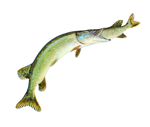 istock Bigger Pike eating smaller a Pike. 612502450