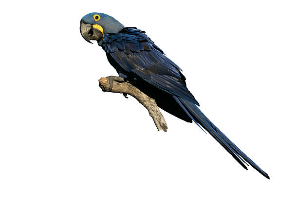 istock Hyacinth macaw, Anodorhynchus hyacinthinus 612503214