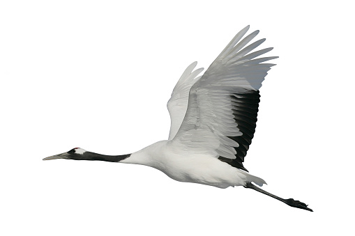 Red-crowned or Japanese crane, Grus japonensis,