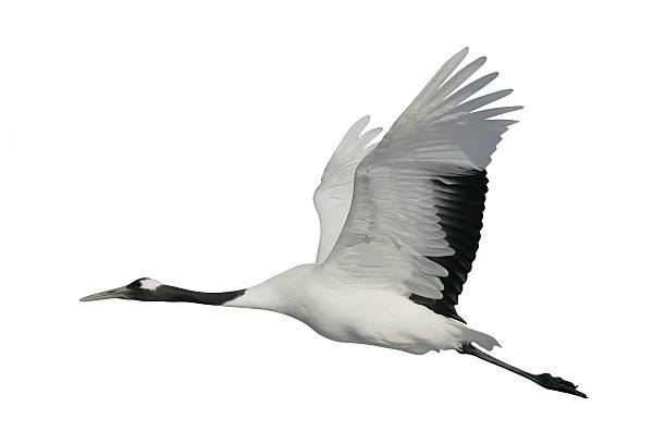 Red-crowned or Japanese crane, Grus japonensis, Red-crowned crane,  Japanese crane, Grus japonensis, single bird in flight,  Japan japanese crane stock pictures, royalty-free photos & images