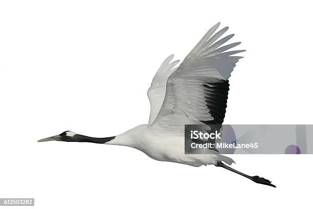 Redcrowned Or Japanese Crane Grus Japonensis Stock Photo - Download Image Now - Crane - Bird, Cut Out, Bird