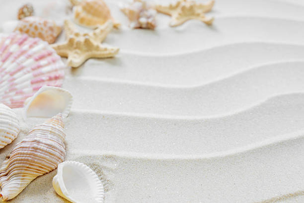 istock Clams and starfishes on thesea sand 612503572