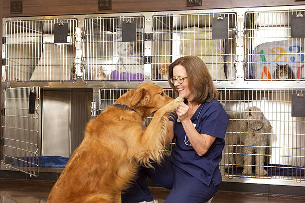 Veterinarian With a Golden Retriever Dog in her Office A female veterinarian playing with a pure bred golden retriever in her office. There is a another dog and cats in the kennels in the background. animal care equipment photos stock pictures, royalty-free photos & images
