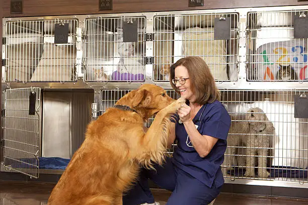 A female veterinarian playing with a pure bred golden retriever in her office. There is a another dog and cats in the kennels in the background.