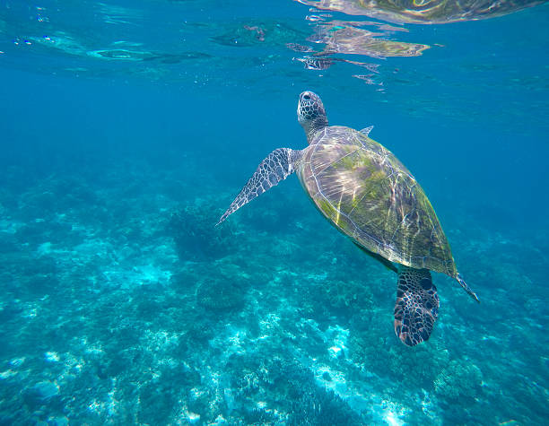 Green turtle swimming Sea turtle picture,  rare marine species turtle, animal in sea shot, ocean life near coral reef, sea turtle underwater photo, beautiful sea animal, snorkeling with turtles apo island stock pictures, royalty-free photos & images