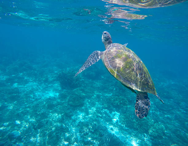 зеленая черепаха плавать - apo island стоковые фото и изображения