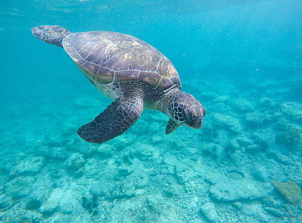 istock Sea turtle in blue water 612505482