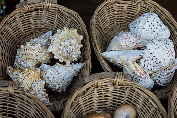 Sea shells in a basket