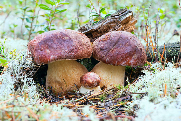 três cogumelos brancos na floresta do norte - pokachi - fotografias e filmes do acervo