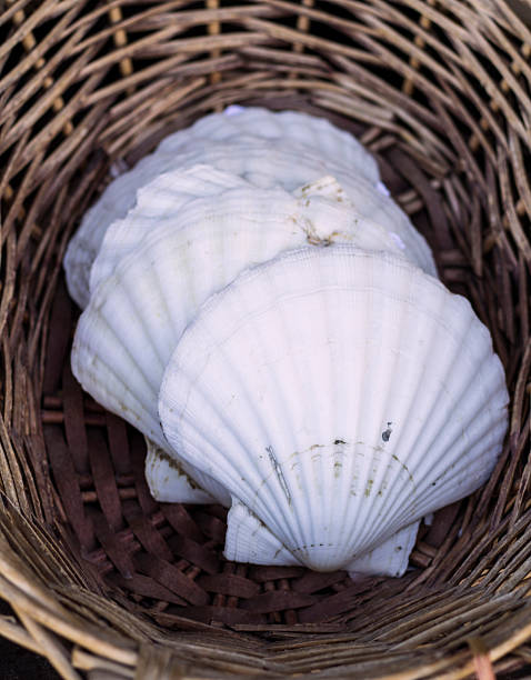 istock Seashells and snail shells decoration in a basket 612506104