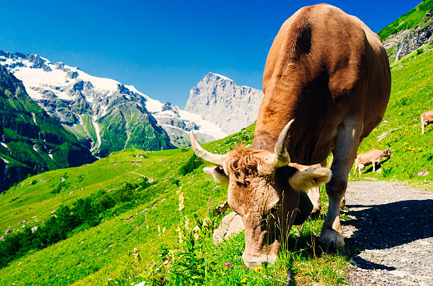 Pasture with grazing cow in the high mountains of Switzerland. The trail is on the route from Engelberg to the Surenen Pass, with Mount Titlis the prominent mountain on the skyline.