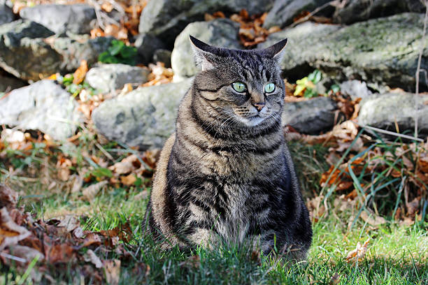 istock fat cat sits in autumn in the meadow 612506358