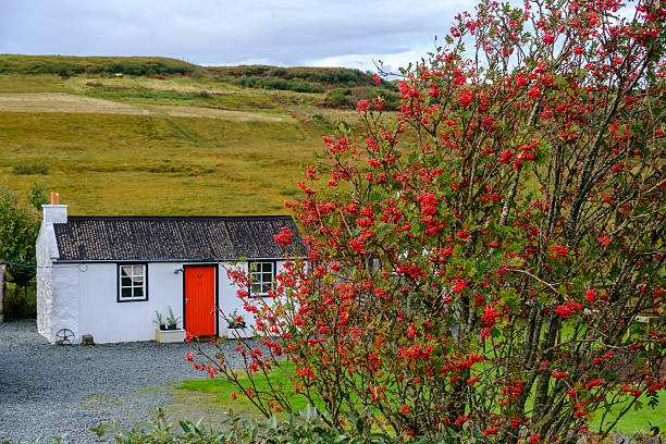 white cottage with rowan tree - red cottage small house imagens e fotografias de stock
