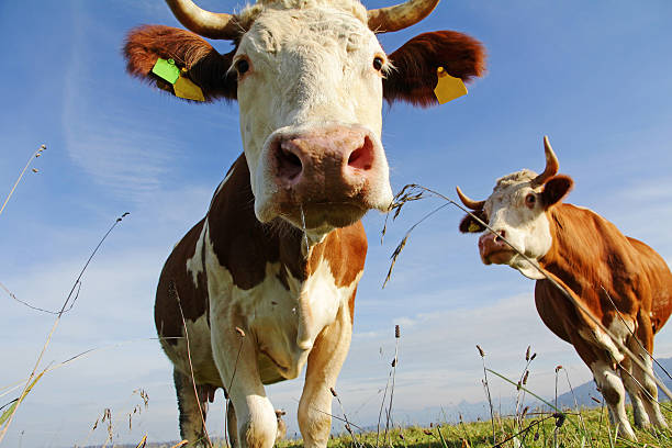 istock Simentaler cattle on a meadow in Bavaria 612506770