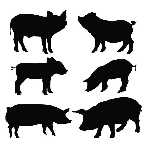 ilustrações de stock, clip art, desenhos animados e ícones de pig silhouettes set. vector illustration - porco