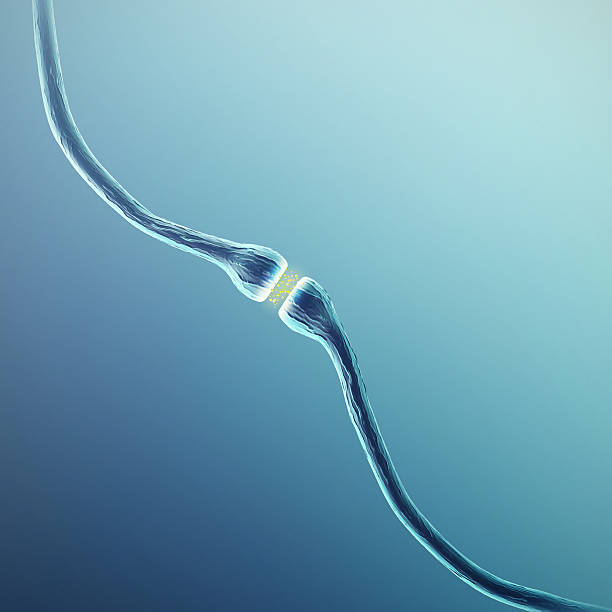 istock Synapse and Neuron cells sending electrical chemical signals. 3d rendering 612506834