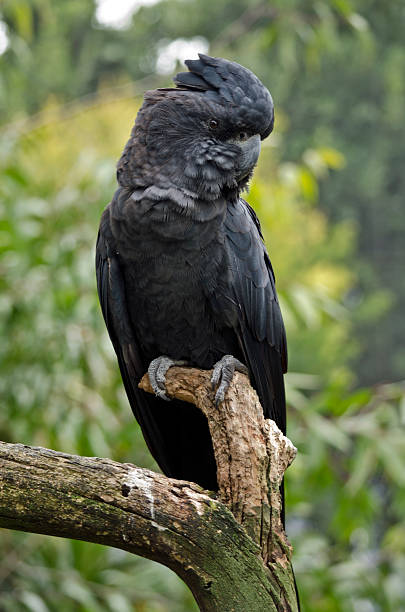 istock red tailed black cockatoo 612506974