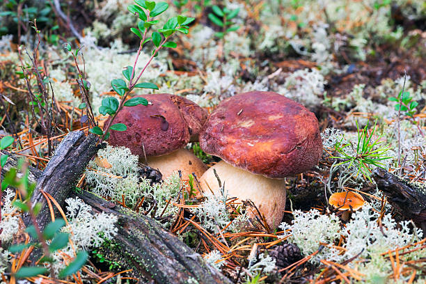 苔の下から覗く2つの白いキノコ - pokachi ストックフォトと画像