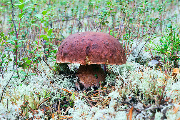 cogumelo branco crescendo na floresta - pokachi - fotografias e filmes do acervo