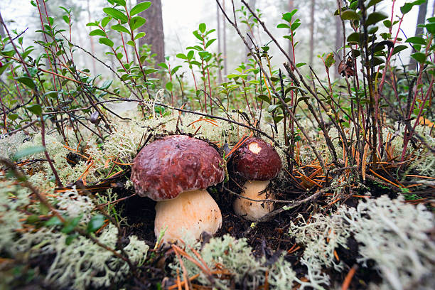 이끼 밑에 숨어 있는 버섯 2개 - pokachi 뉴스 사진 이미지