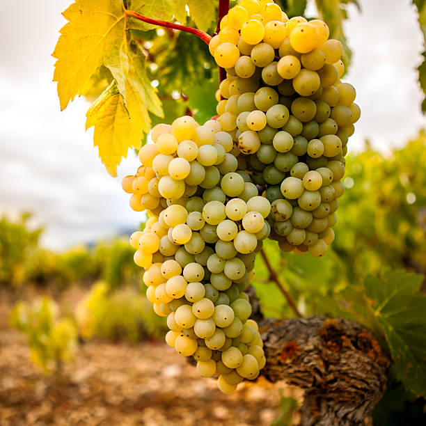 istock Grapes in a vineyard, La Rioja. Spain 612508446