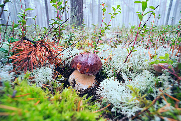 霧の森のボロヴィク - pokachi ストックフォトと画像