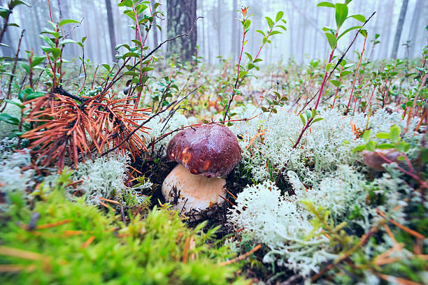 borovik na floresta nebulosa - pokachi - fotografias e filmes do acervo